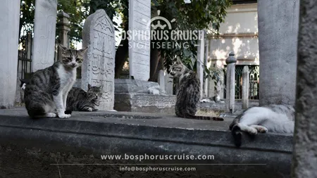 IIstanbul Walking Tour with Enchanting Bosphorus Sunset Cruise